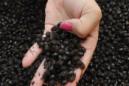 Fotografía de hoy, jueves 17 de noviembre de 2011, de hormigas Chicatanas que se pueden encontrar en el mercado de San Juan de Ciudad de México. EFE/Archivo