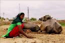 Una campesina india extrae tortas de heces de vaca desecadas, que utilizan gran parte de los habitantes del mundo rural en la India para cocinar y calentarse, pese a que Naciones Unidas recomienda sustituirlas por el gas o la electricidad para evitar sus efectos contaminantes.EFE