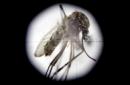 Fotografía a través de un microscopio de un mosquito Aedes aegypti, transmisor del virus del Zika. EFE/Archivo