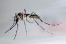 Detalle del mosquito "Aedes Aegypti". EFE/Archivo