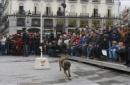 Fotografía facilitada por la Policía Nacional de la exhibición que, a través de la Sección de Guías Caninos de la Comisaría General de Seguridad Ciudadana, ha tenido lugar hoy en la Puerta del Sol de Madrid. EFE