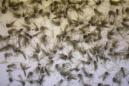 ARCHIVO - En esta fotografía de archivo del 19 de julio de 2016, una charola llena de mosquitos de las especies Aedes dorsalis y Culex tarsalis es mostrada en el Distrito de Combate a los Mosquitos de Salt Lake City cerca de esta ciudad del estado de Utah. La ministra de Salud de Honduras dijo el martes 26 de julio que nacieron en el país centroamericano ocho bebés con severos defectos congénitos vinculados al virus de zika. (AP Foto/Rick Bowmer, archivo)