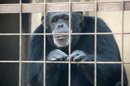 De este modo, cerca de 310 chimpancés de los 360 propiedad del NIH pasarán al Sistema de Refugios Federal en los próximos años, y solo se mantendrán 50 ejemplares disponibles para futuras investigaciones. EFE/Archivo