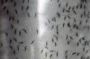 Fotografía del 25 de septiembre de 2014, de recipientes que contienen mosquitos Aedes aegypti modificados genéticamente, antes de ser liberados en Ciudad de Panamá. (Foto AP/Arnulfo Franco)